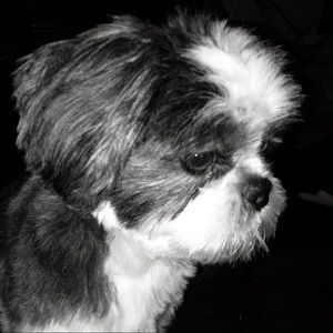 Meet your Posher, Cheyenne